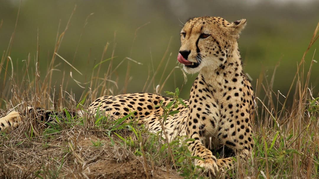 Full Day Big 5 Aquila Safari — Private Transfers & Park Fee Included — Cape Town