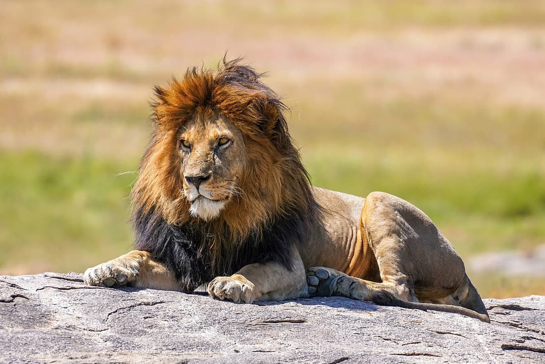 Aquila Game Reserve Big 5 Safari Day Trip from Cape Town — Cape Town