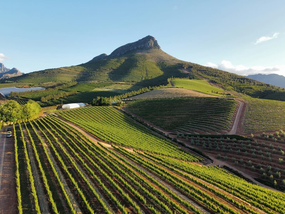 Cape Winelands Luxury Wine Tour: Tastings, Lunch & Cheese Pairing — Cape Town