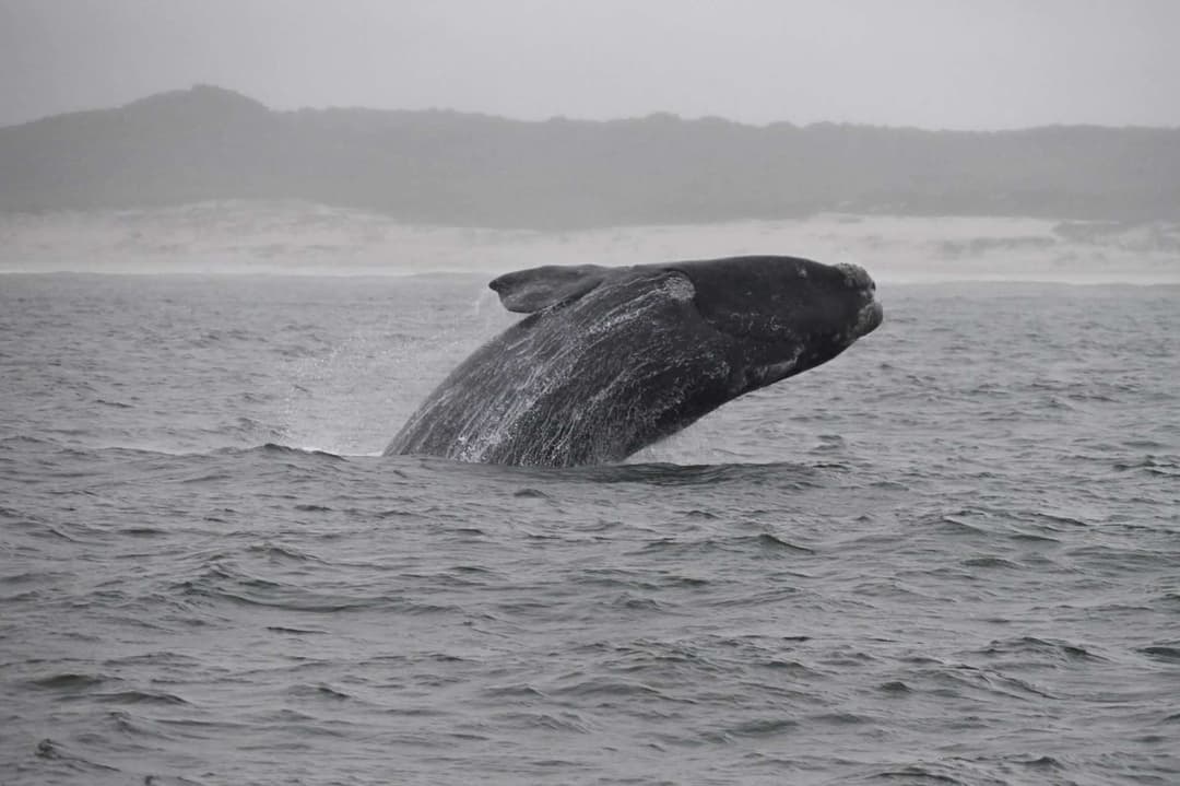 Hermanus Whale Watching Boat Cruise & Penguins from Cape Town — Cape Town