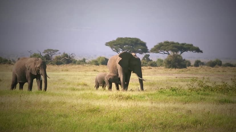 Elephant herd at sunrise on the Eastern Cape plains