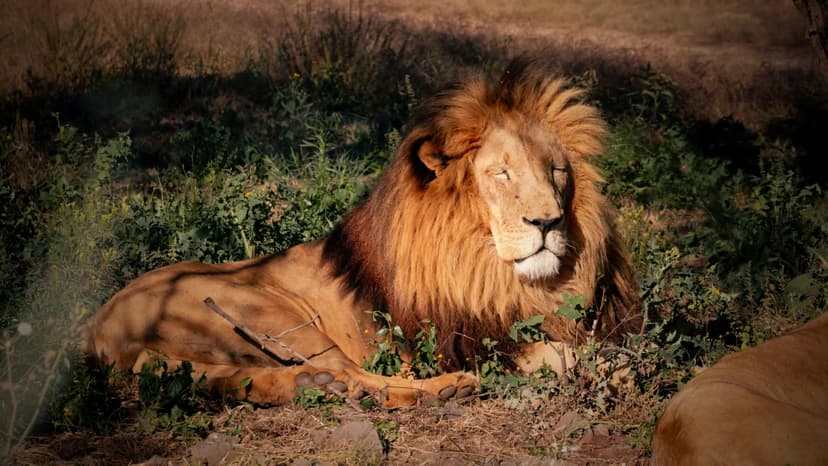 Male lion resting in the Eastern Cape bushveld