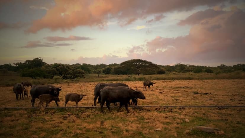 Buffalo herd at dusk in the Eastern Cape