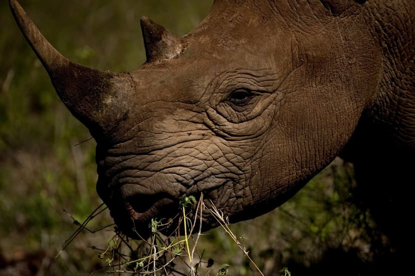 A black rhino on the Laikipia Plateau conservancies
