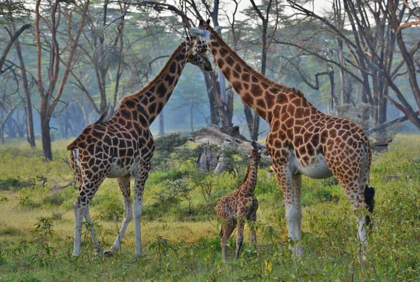 Lake Nakuru & Rift Valley Ultimate — 5 Days — photo 3