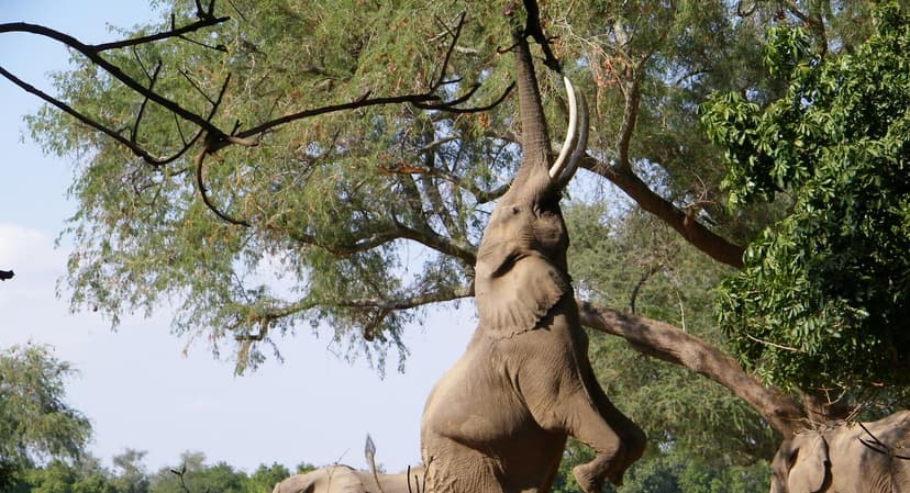 Elephants in the golden winterthorn forest of Mana Pools