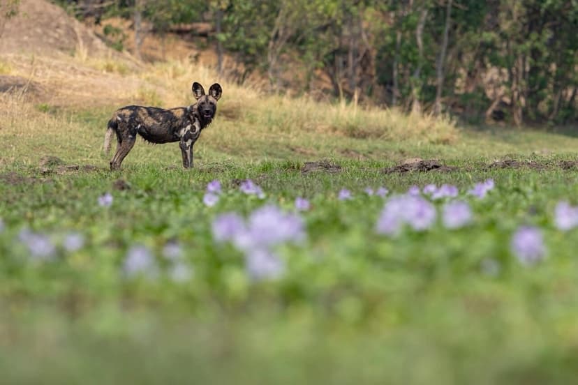 African wild dogs on the Mana Pools floodplain