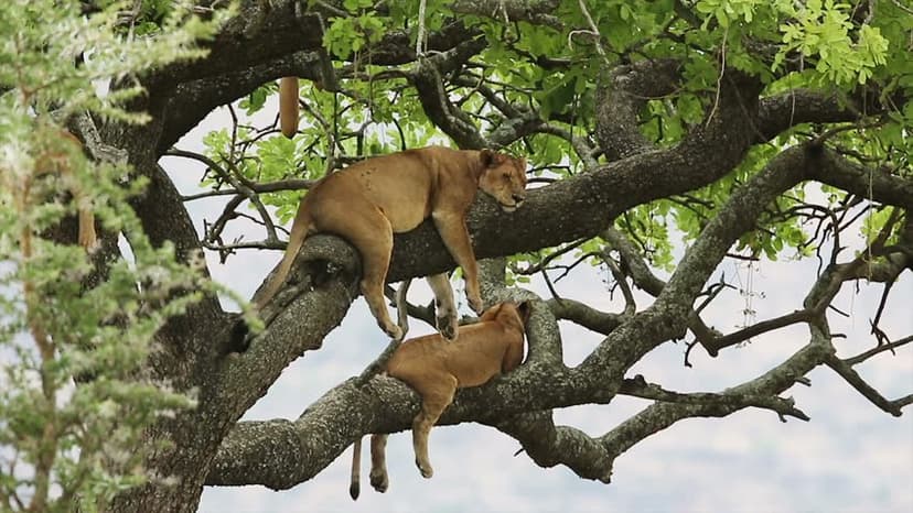 Murchison Falls Explorer — 4 Days — photo 3