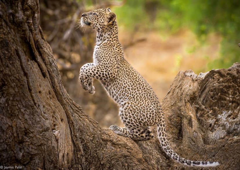 Samburu Ultimate Safari — 5 Days — photo 4