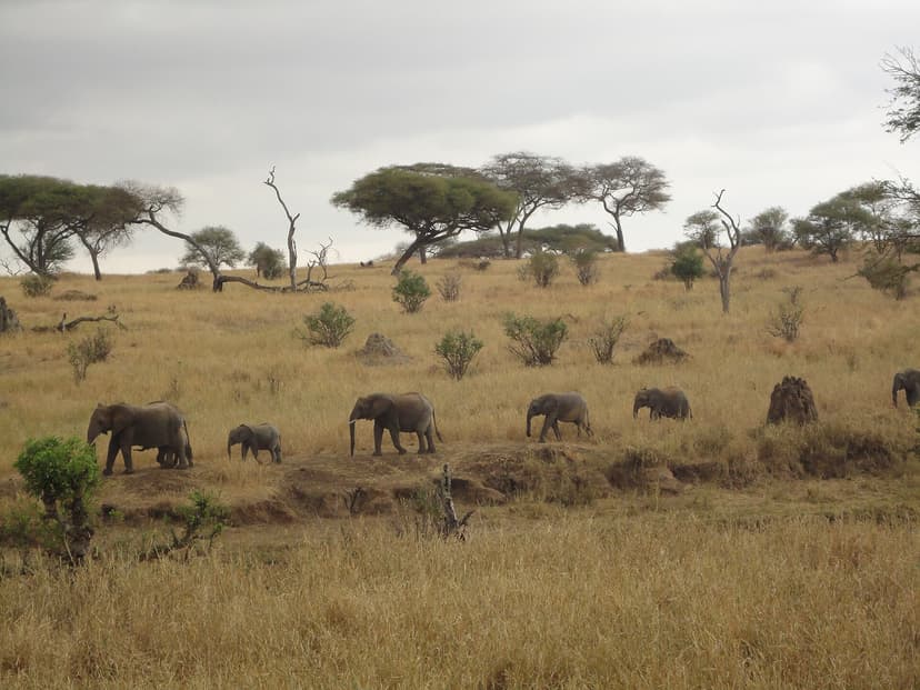 Elephants in Akagera