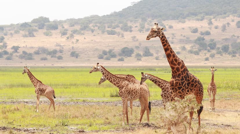 Giraffe in Akagera