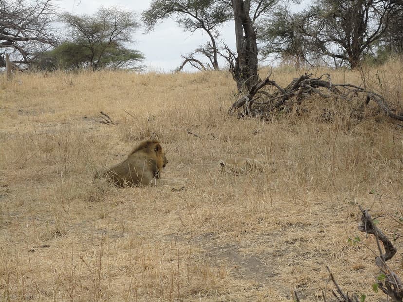Lions in Akagera