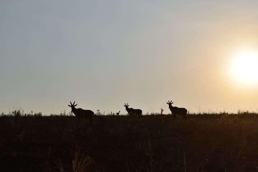 Sunset in Akagera