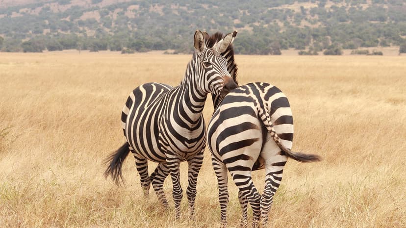 Zebra in Akagera