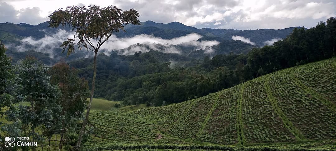 Day 1 - Arrival in Gishwati-Mukura National Park