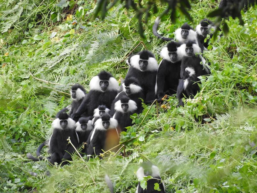 Colobus monkeys in Nyungwe