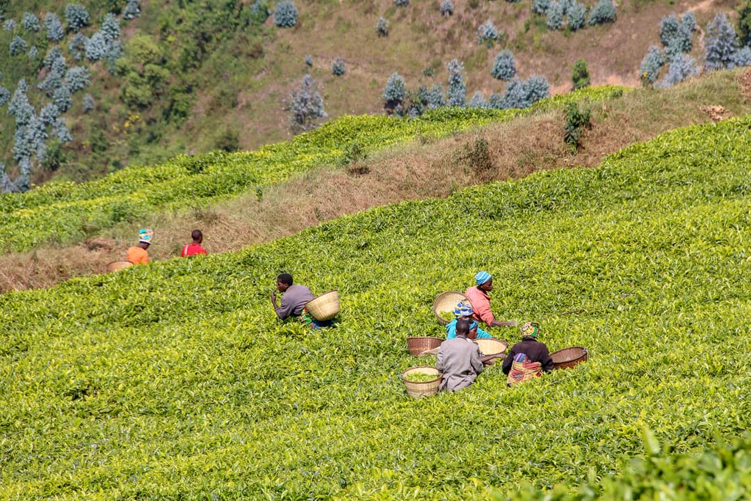 Day 1 - Arrival in Nyungwe Forest National Park