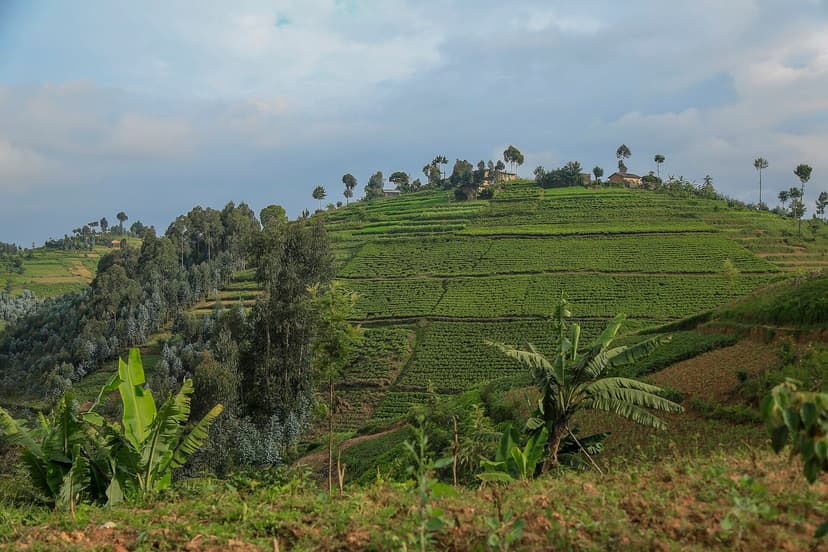 Terraced hills above Lake Kivu