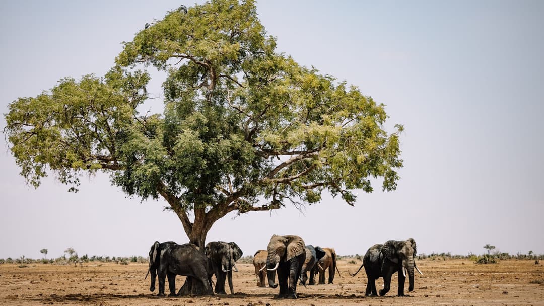 Family Adventure: Madikwe Malaria-Free Discovery — Madikwe