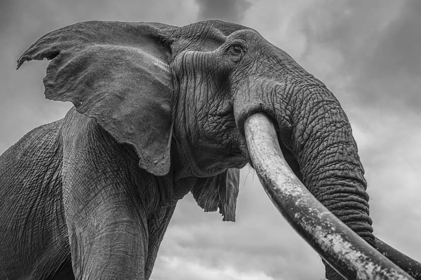 An Amboseli super-tusker with enormous ivory on the savannah