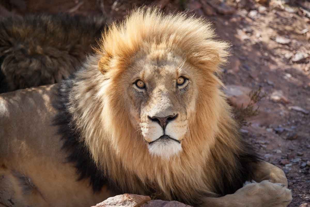 Big Five Safari Day Trip — Aquila Reserve in Cape Town & Western Cape