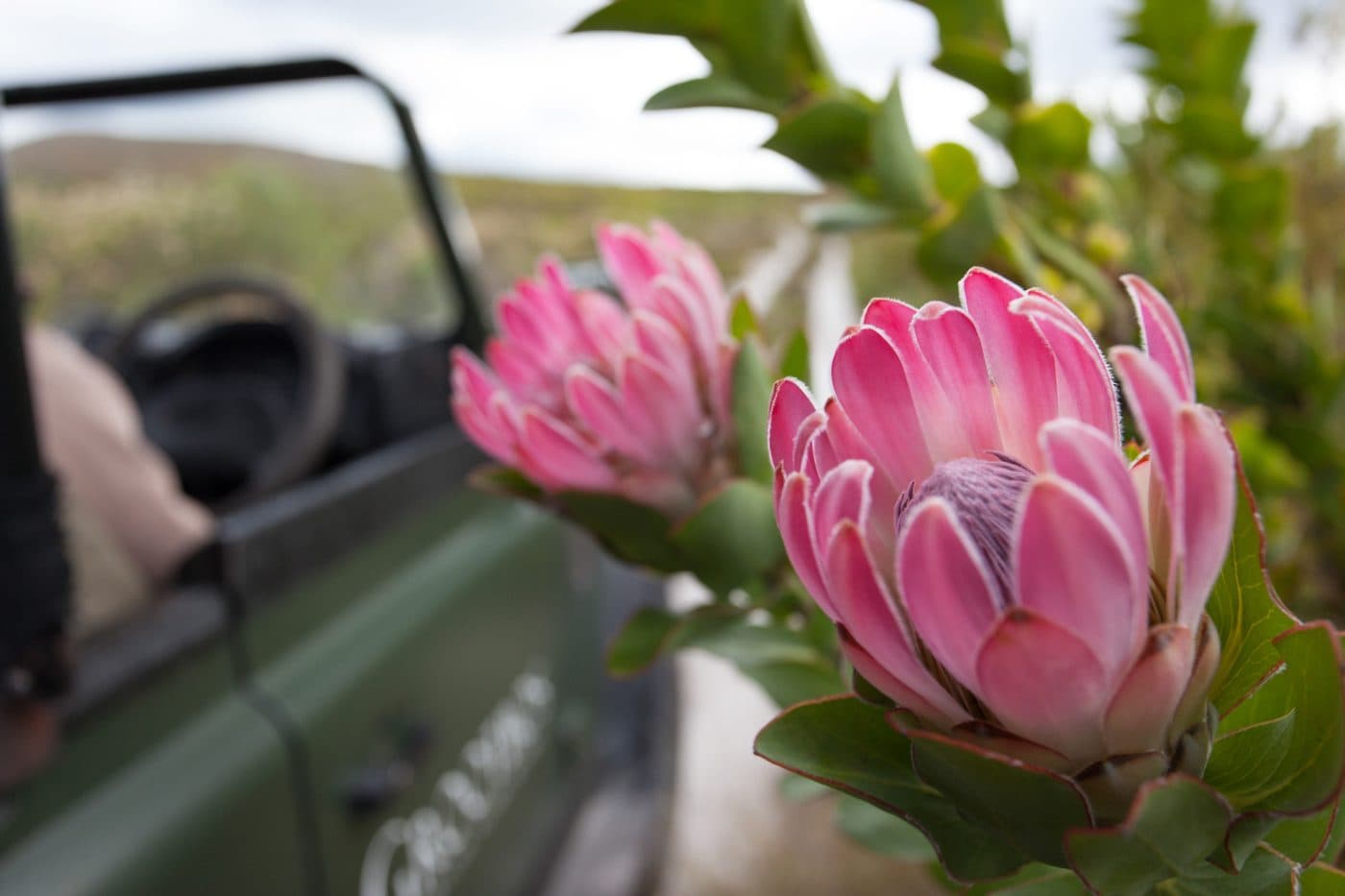 Fynbos & Marine Eco-Safari — Grootbos in Cape Town & Western Cape