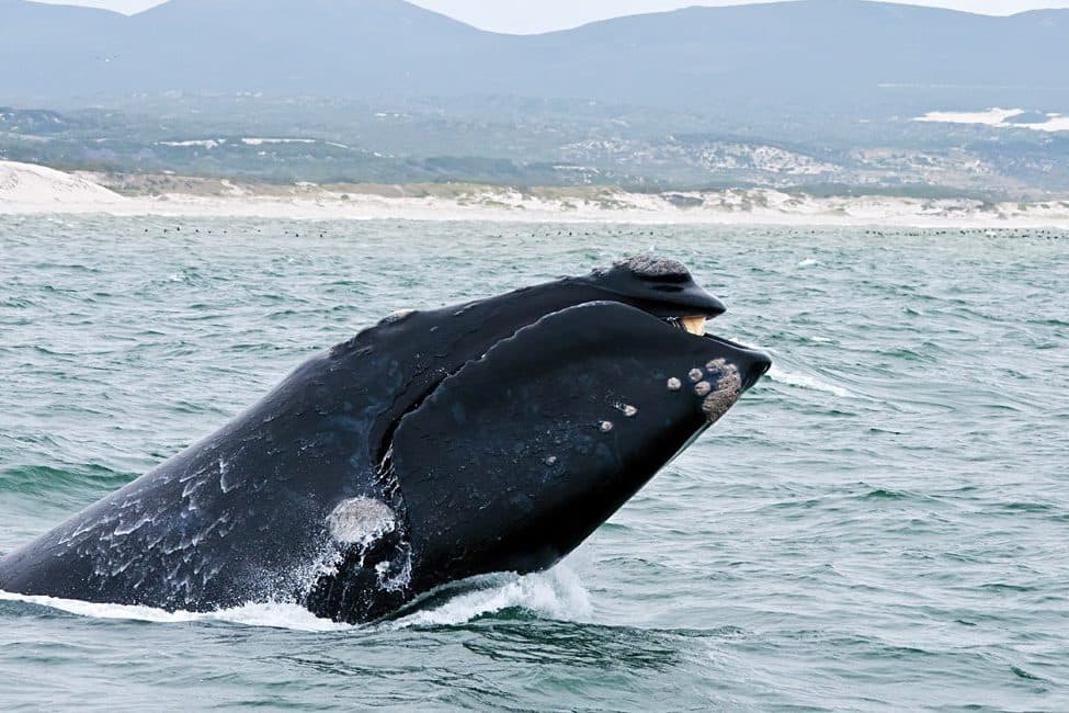 Marine Big Five Ocean Safari in Cape Town & Western Cape