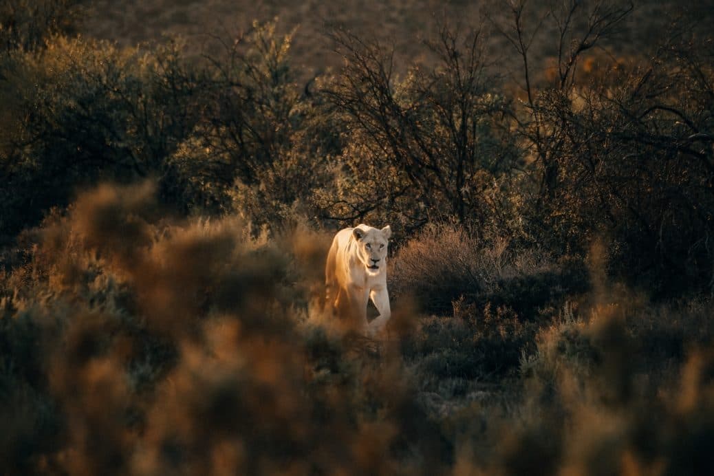 Overnight Luxury Safari — Sanbona Reserve in Cape Town & Western Cape