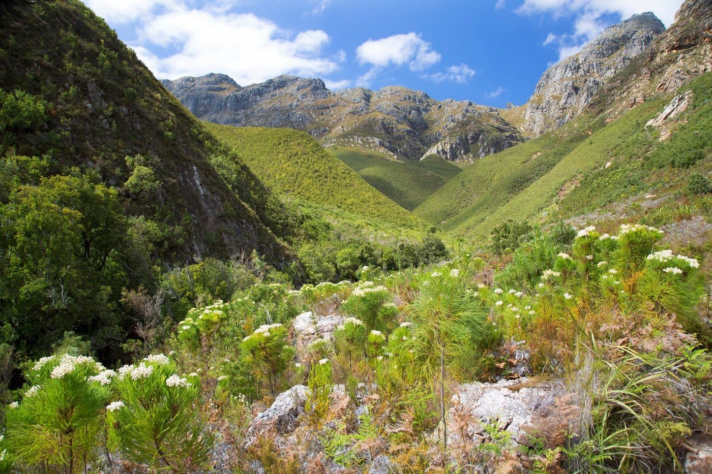 Jonkershoek Nature Reserve Hiking in Cape Winelands