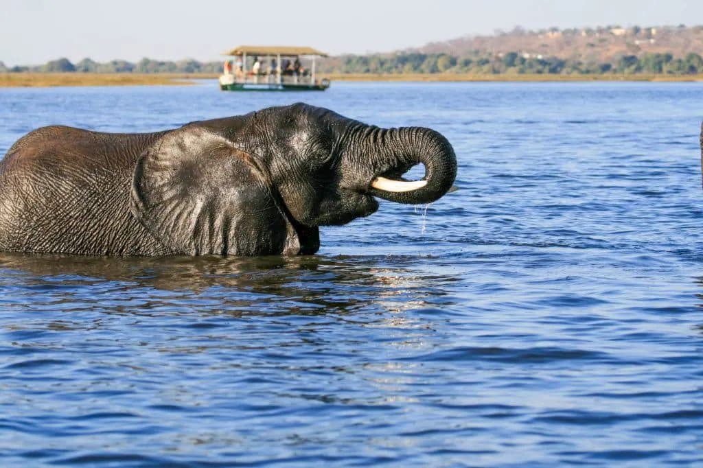 Chobe River Sunset Cruise in Chobe National Park, Botswana
