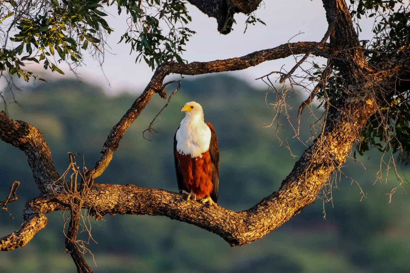 Sunrise Birding Safari in Chobe National Park, Botswana