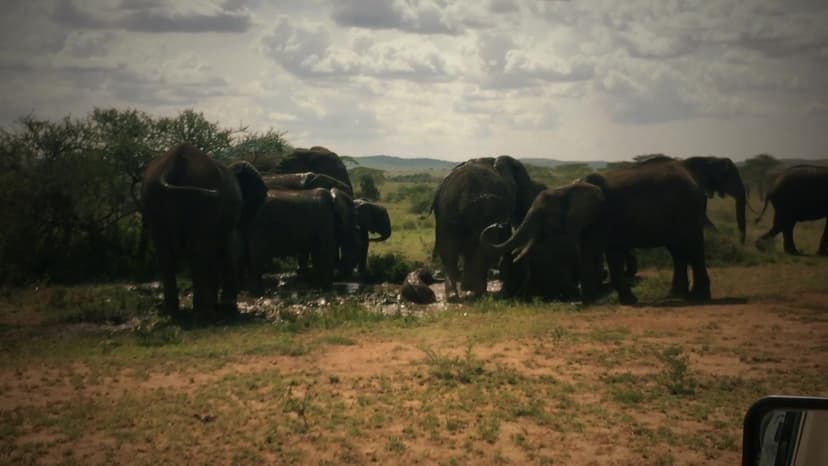 Big Five game drive in the Eastern Cape