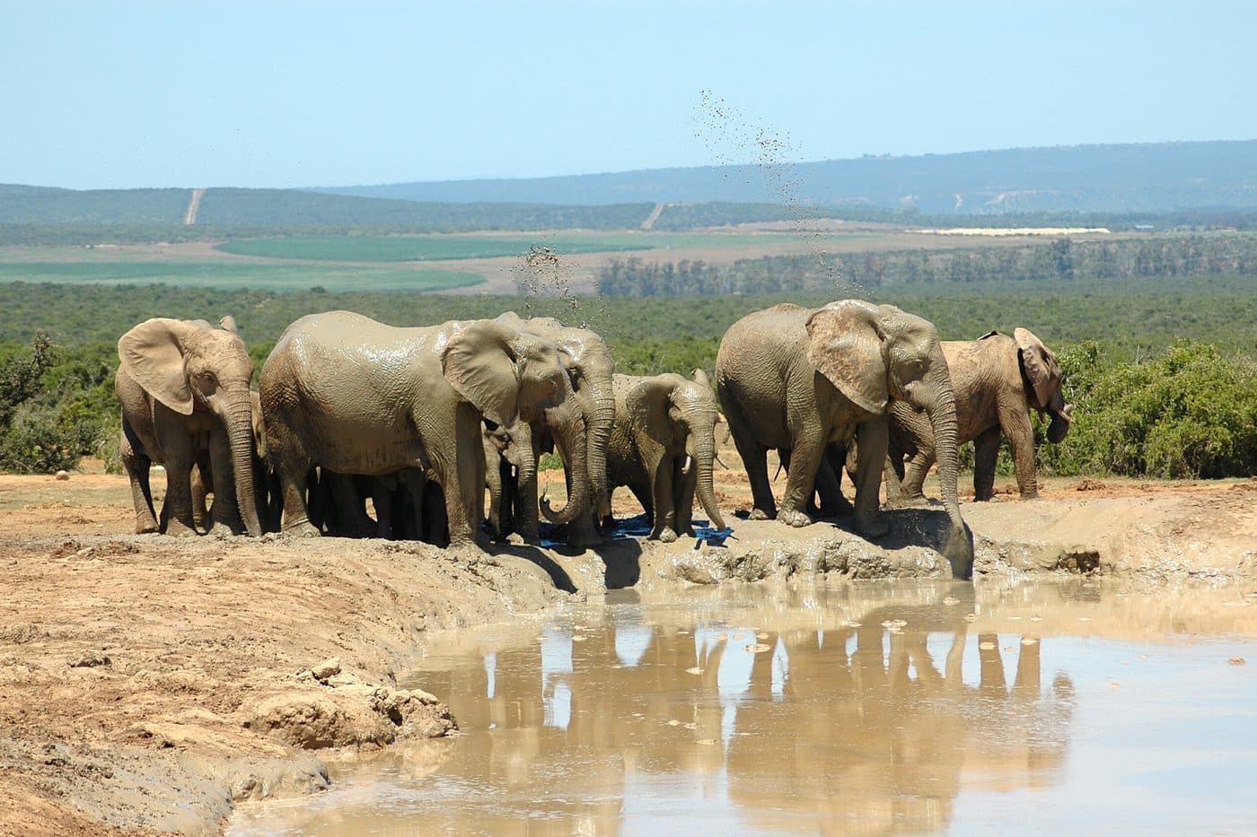 Addo Elephant National Park Safari in Garden Route
