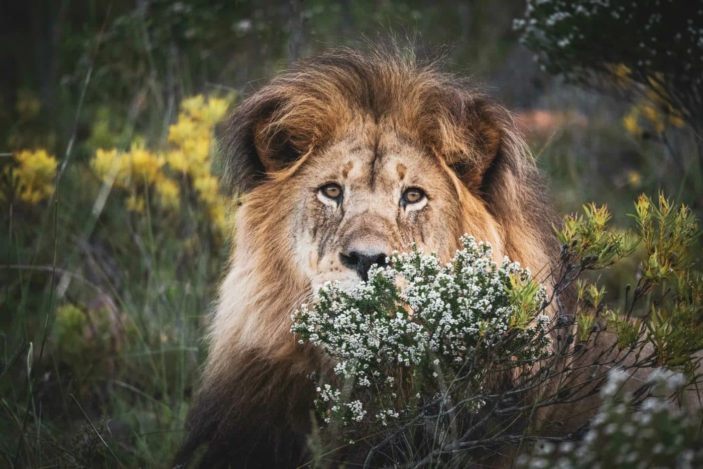 Gondwana Big Five Safari in Garden Route
