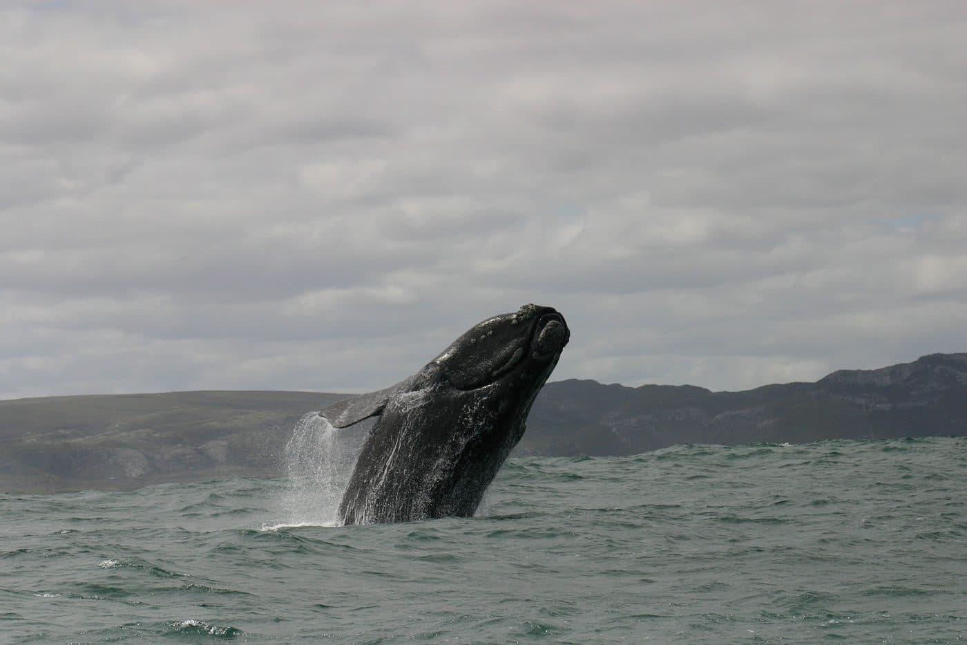 Whale Watching in Hermanus in Garden Route