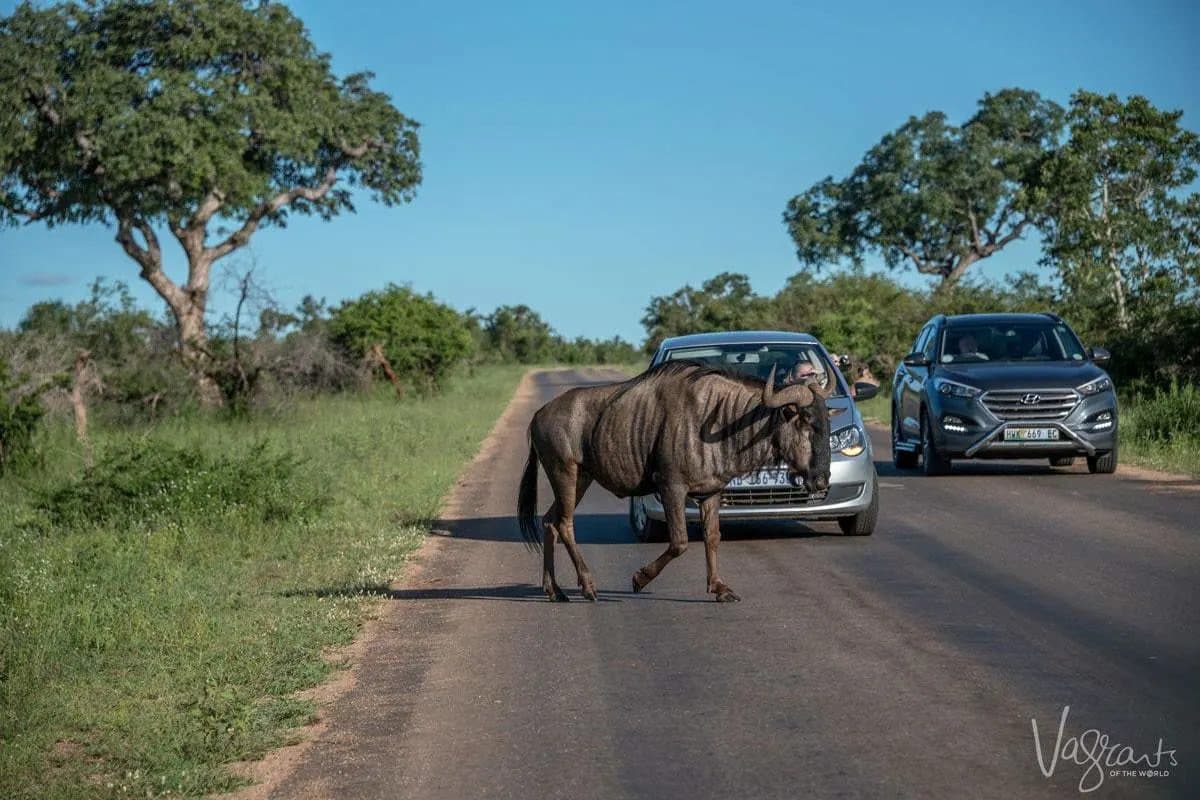 Self-Drive Safari Adventure in Kruger National Park
