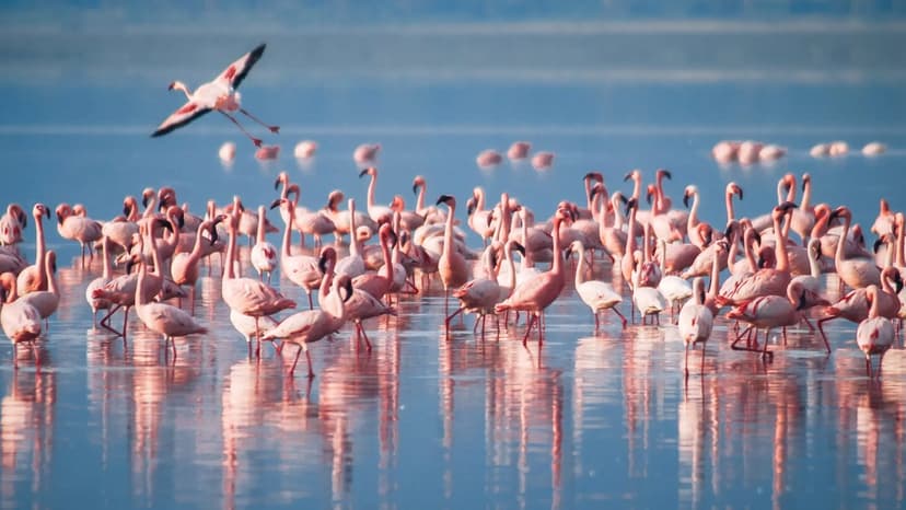 Flamingos on the lake