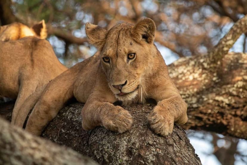 Tree-climbing lion