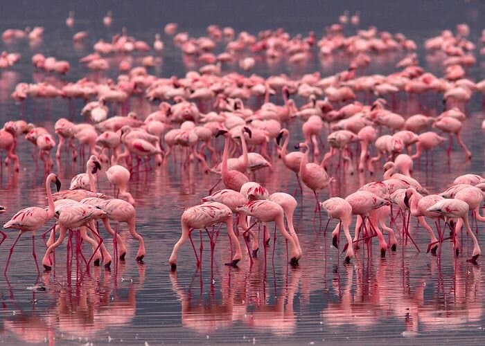 Flamingos along the pink shoreline of Lake Nakuru