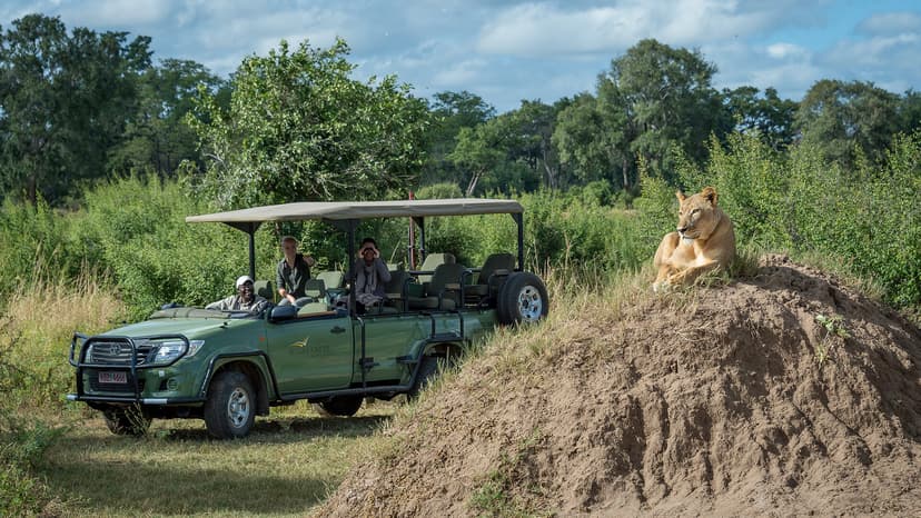 Guests photographing a lioness from a vehicle at Mana Pools