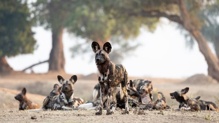 Guided walking safari through the Mana Pools floodplain forest