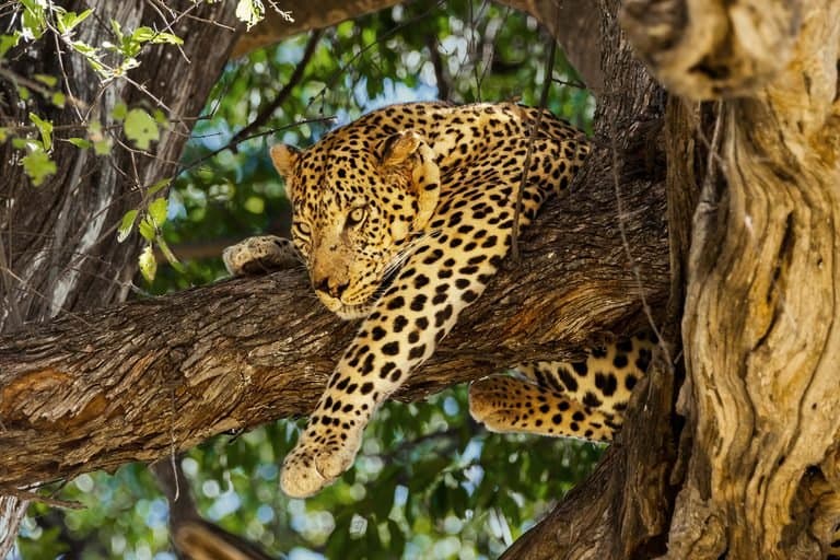 Big-cat game drives on Chief's Island in Moremi Game Reserve, Botswana