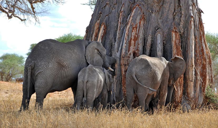 Elephant among baobabs