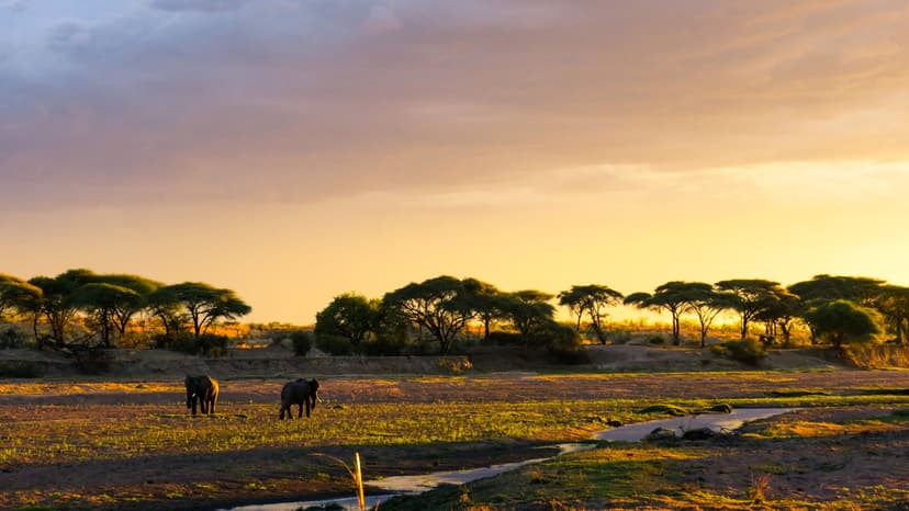 Great Ruaha River game drive