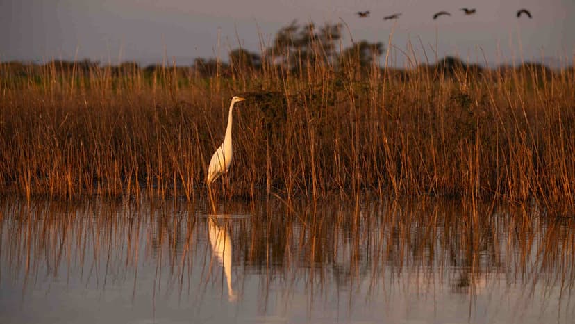 Birdlife along the river