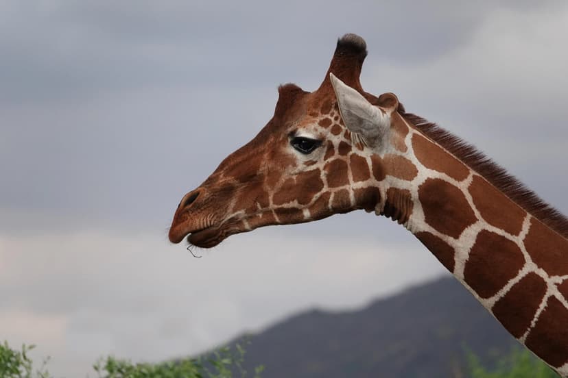 A reticulated giraffe with geometric coat in Samburu