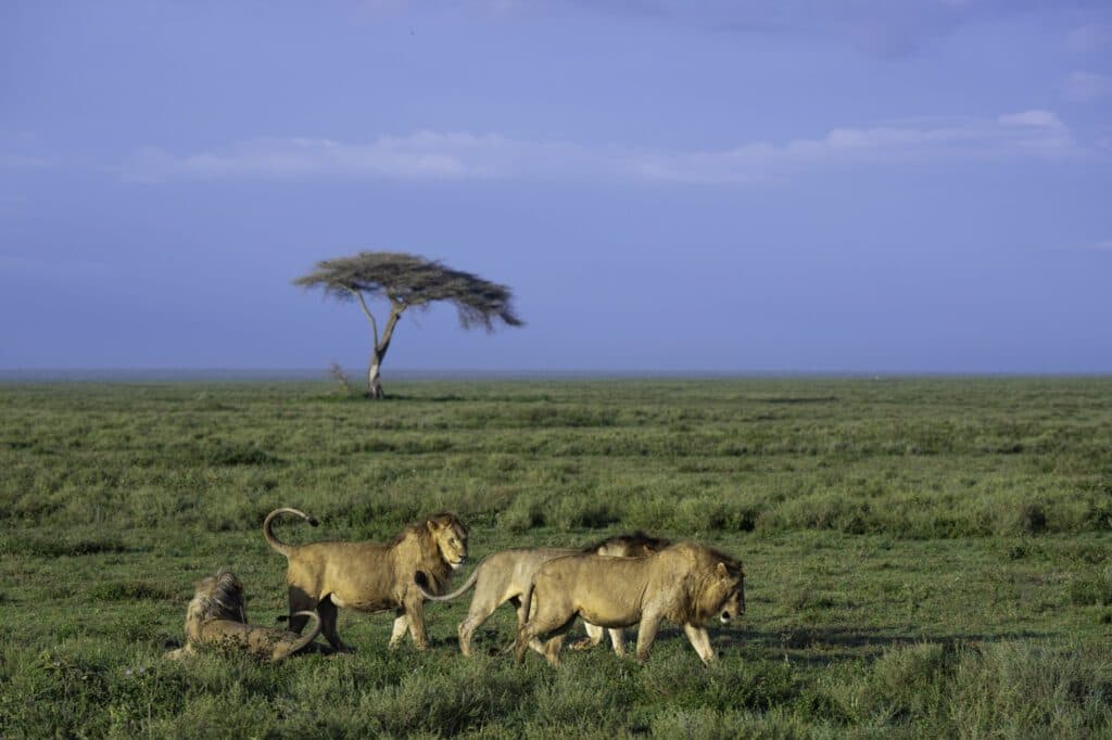 Big Five Game Drives in Central Serengeti in Serengeti, Tanzania