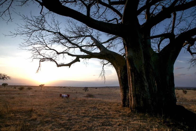 Baobab at golden hour