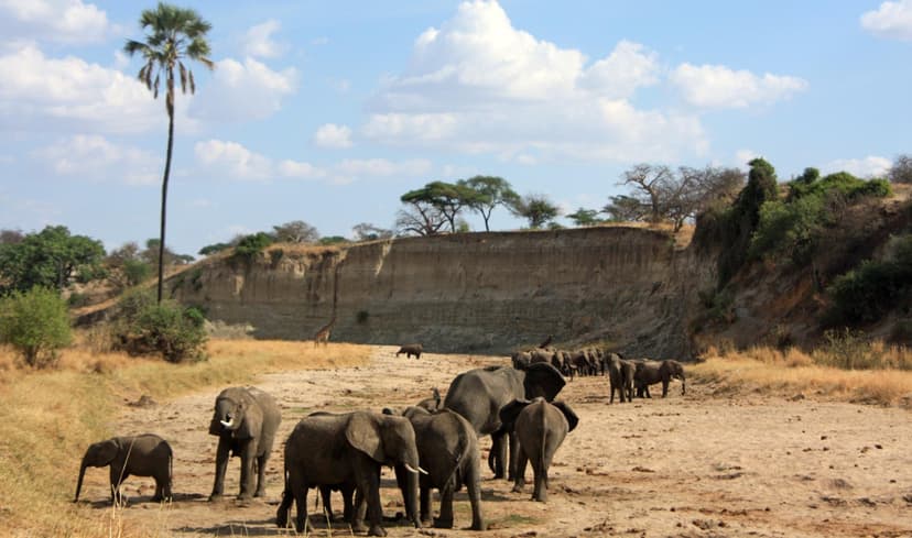 Tarangire elephant herd