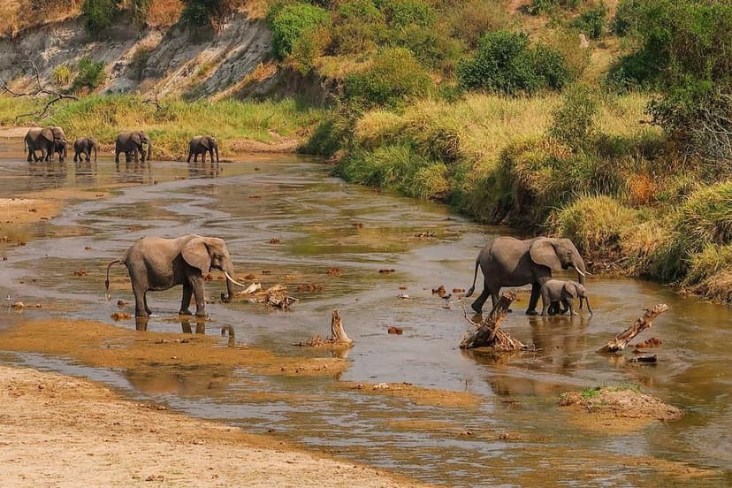 Wildlife on the Tarangire River